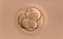 Fecundaciu00f3n in vitro de un u00f3vulo. Foto: Dominio Pu00fablico. 